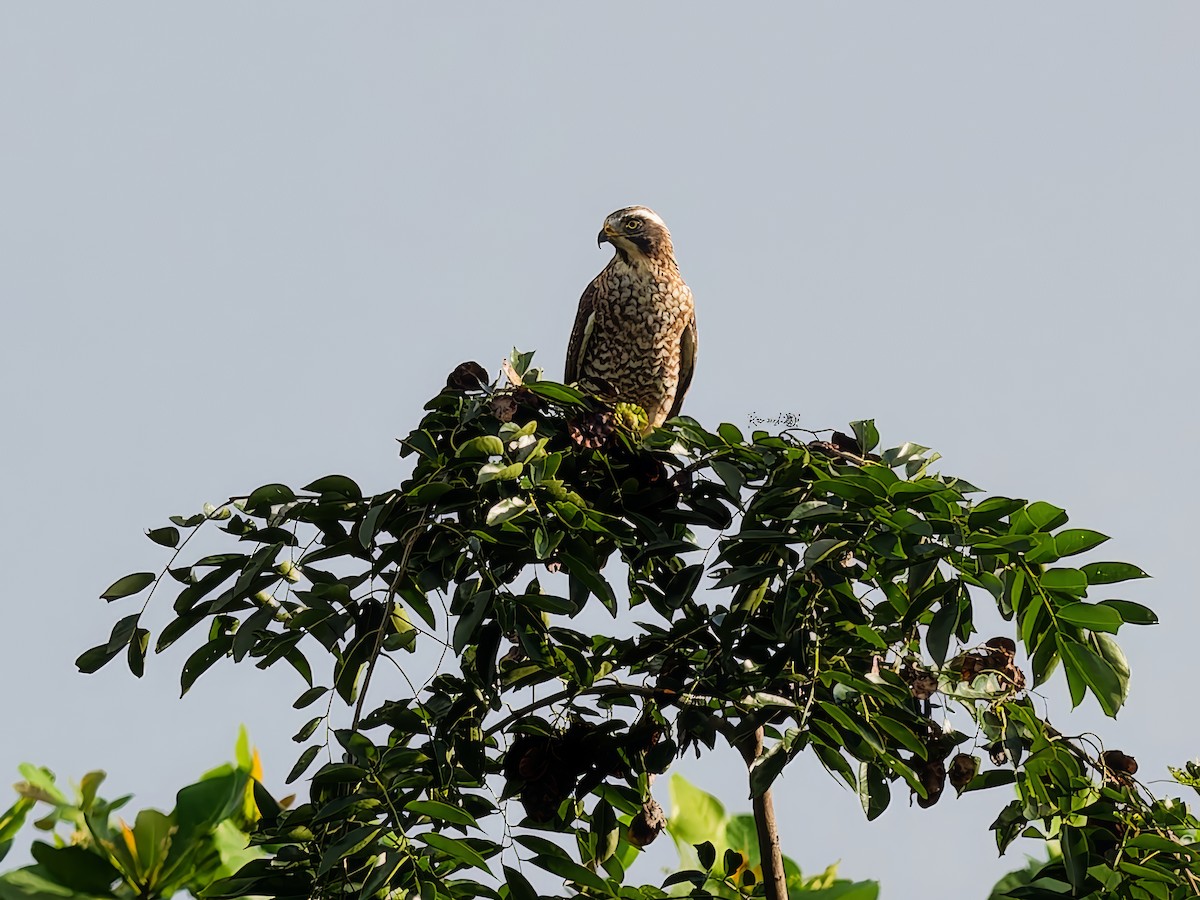Gray-faced Buzzard - ML646168299