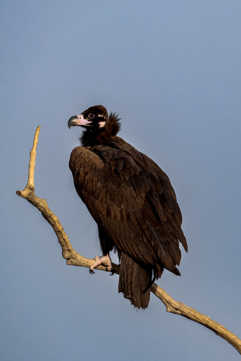 sup hnědý - ML646168300