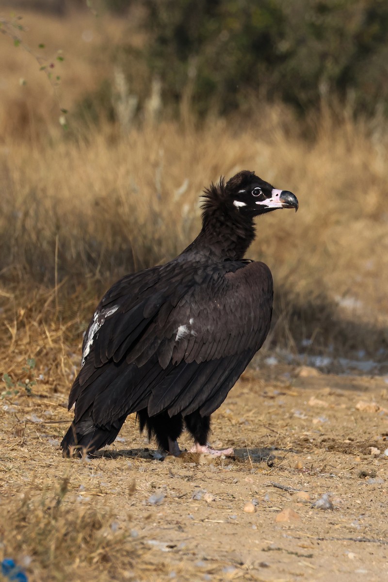 sup hnědý - ML646168301