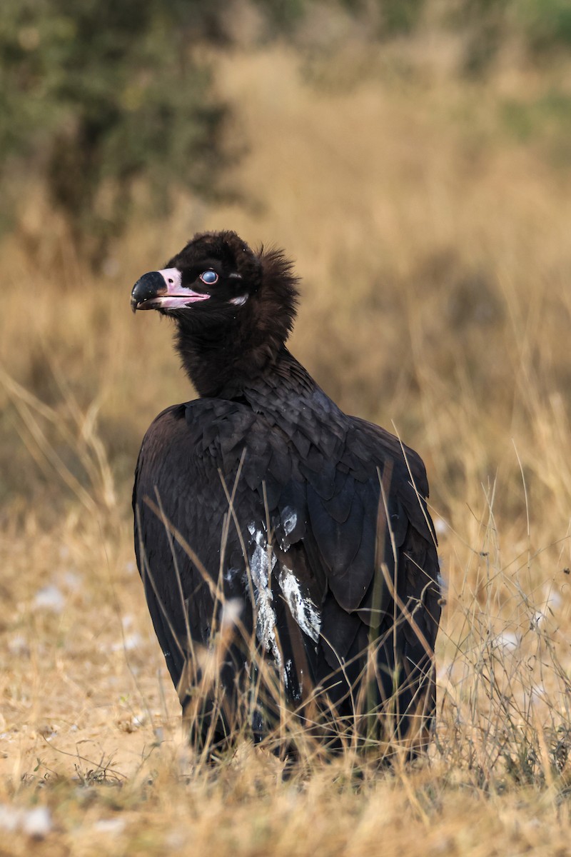 sup hnědý - ML646168302