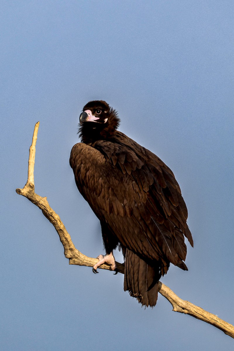 sup hnědý - ML646168303