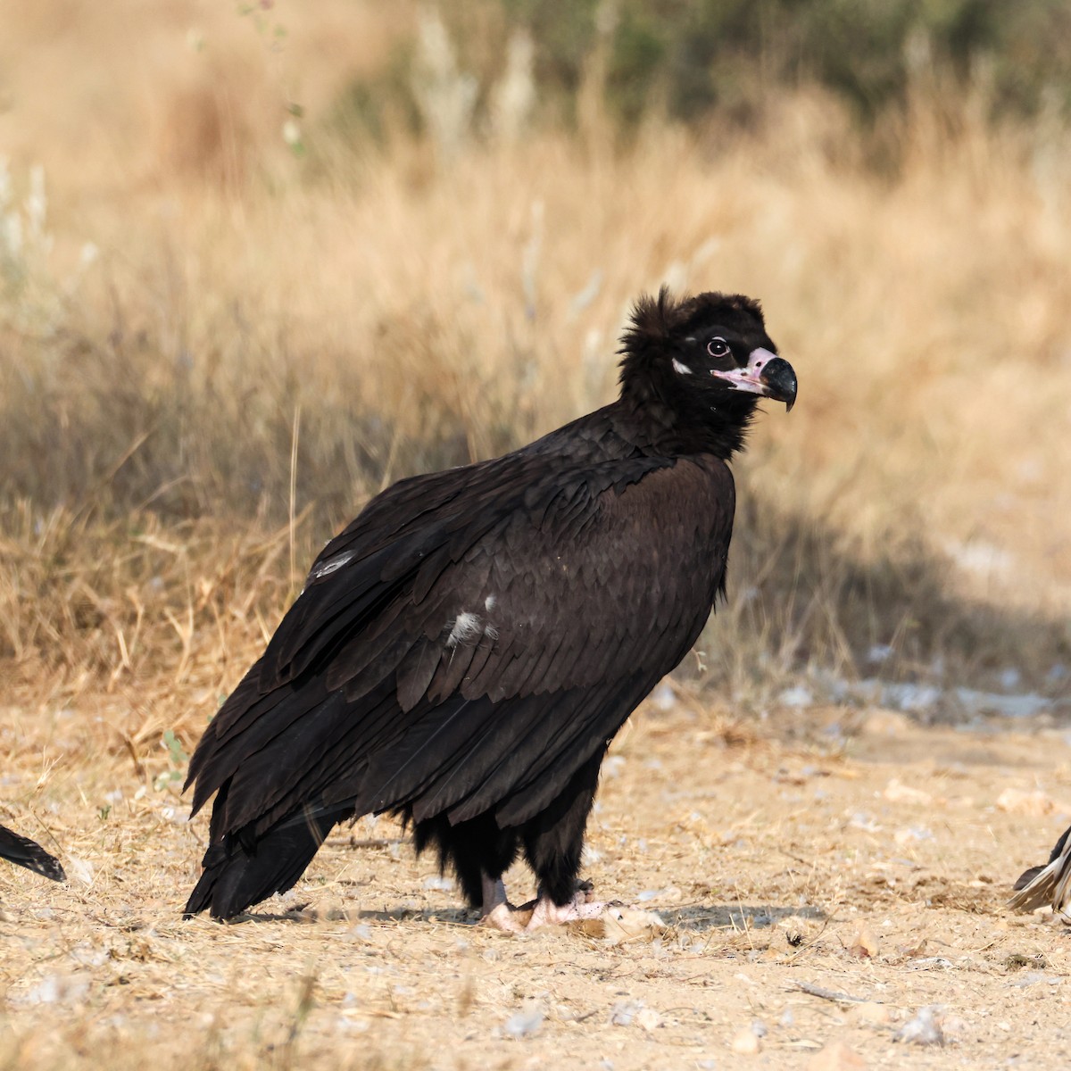 sup hnědý - ML646168304