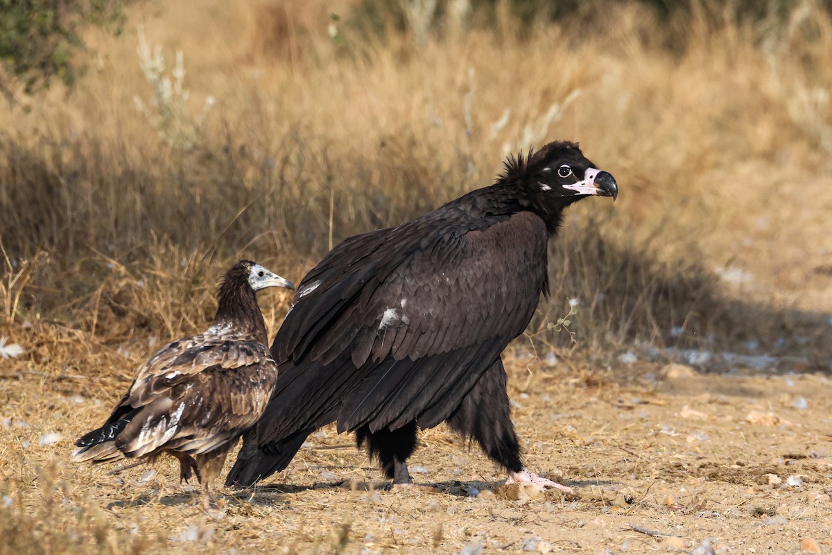 sup hnědý - ML646168305