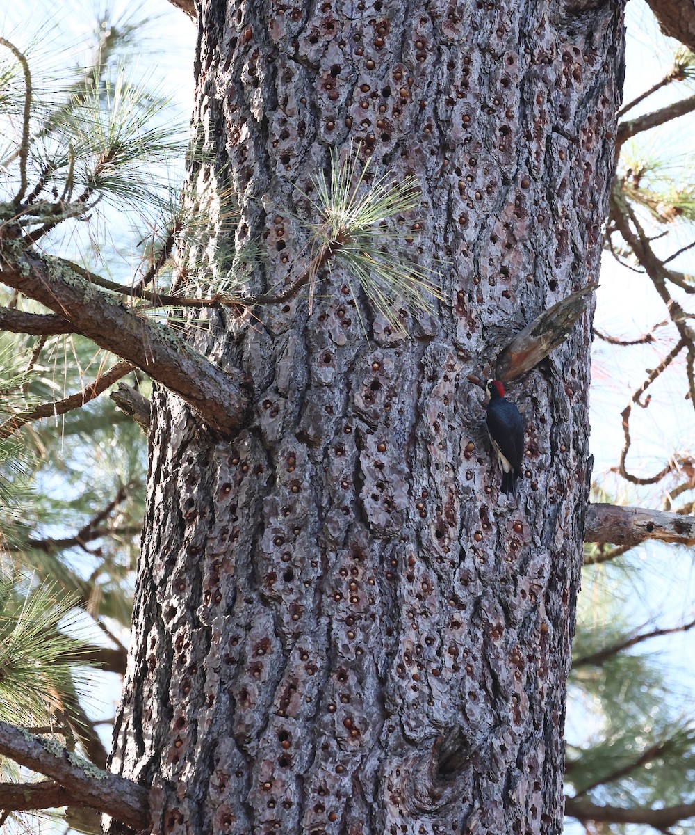 datel sběrač - ML646168307