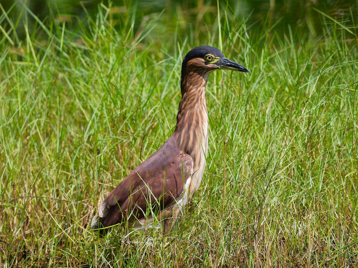 Nankeen Night Heron - ML646168308