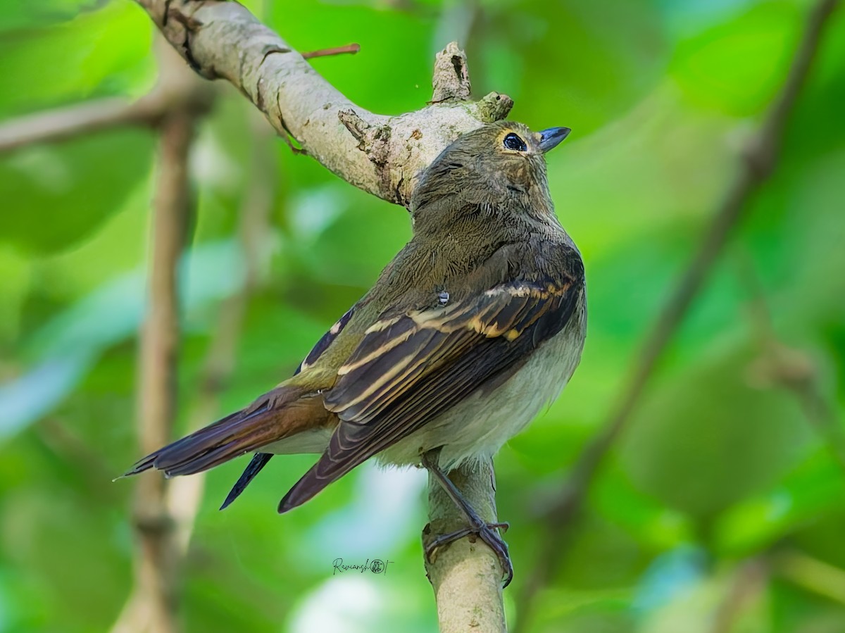 Narzissenschnäpper - ML646168316