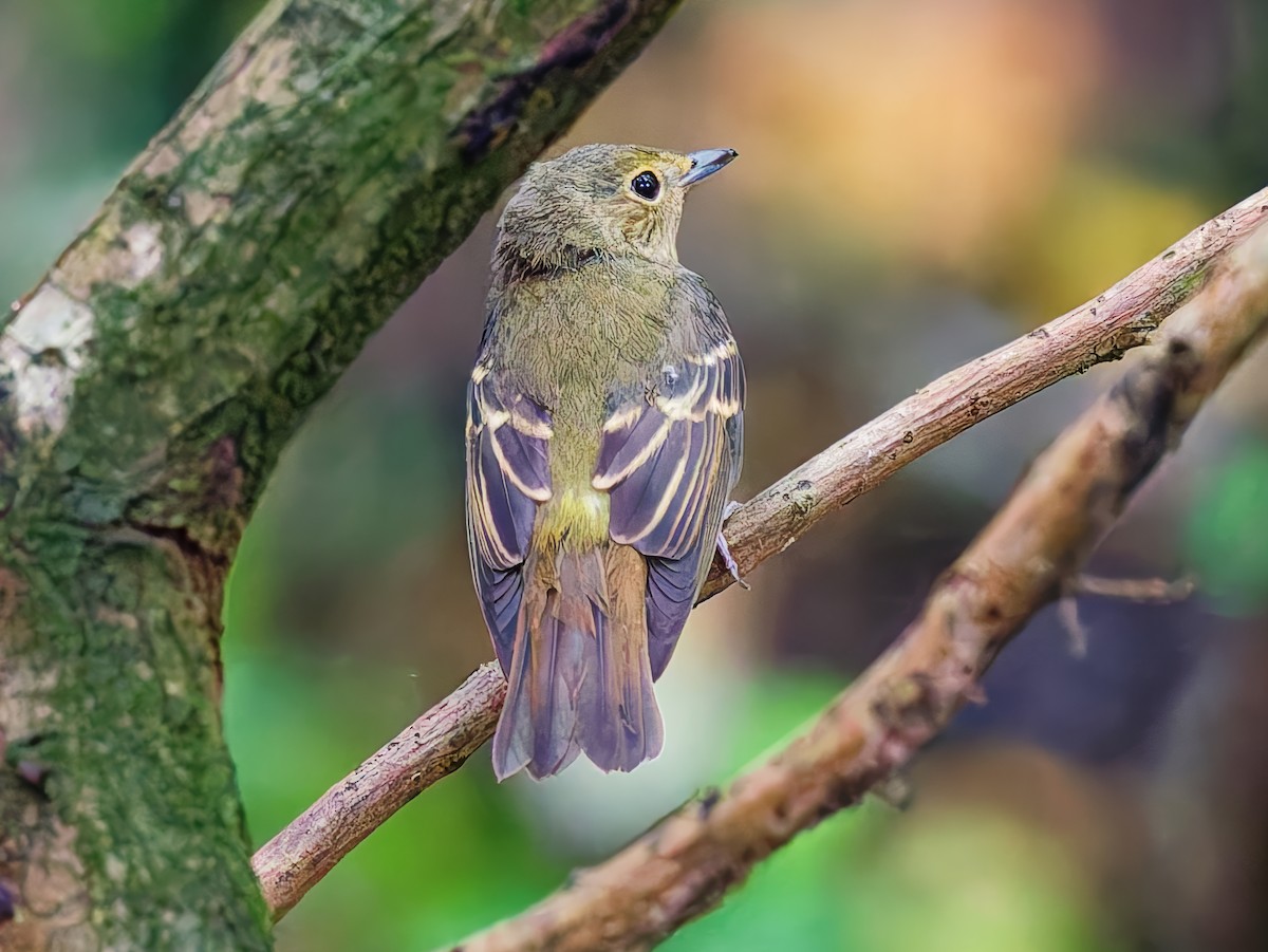 Narzissenschnäpper - ML646168317