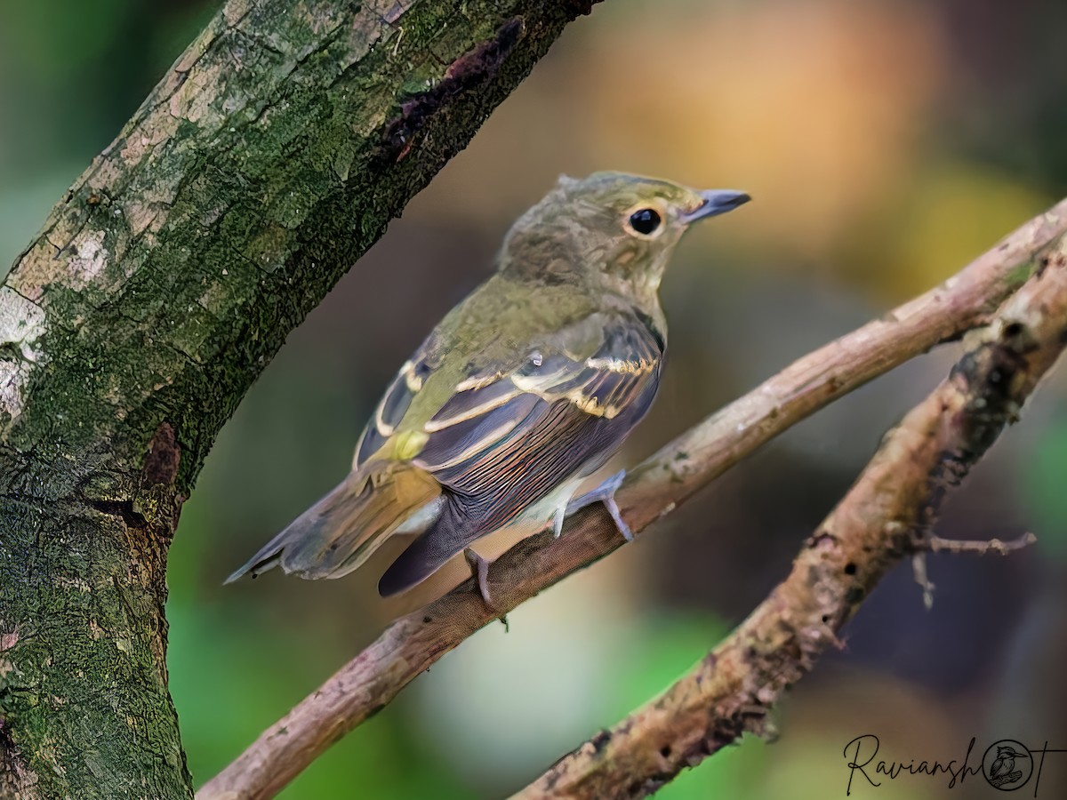 Narzissenschnäpper - ML646168318