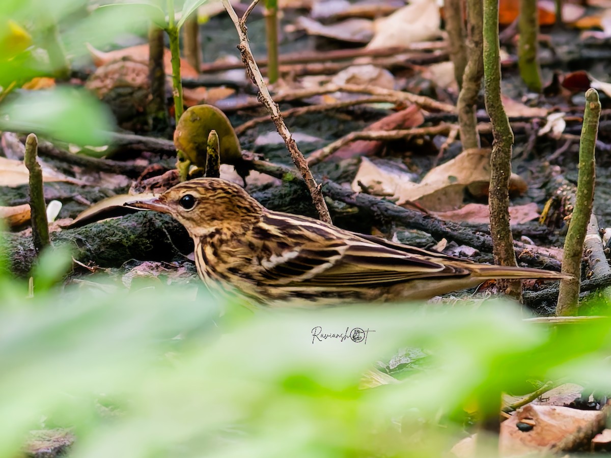 Pechora Pipit - ML646168319