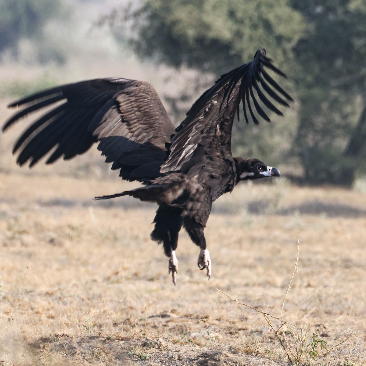 sup hnědý - ML646168321