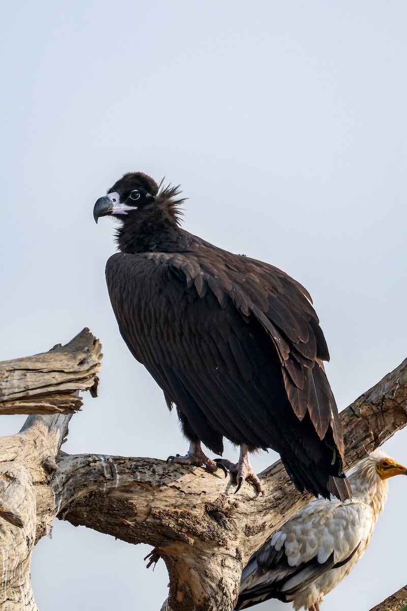 sup hnědý - ML646168322