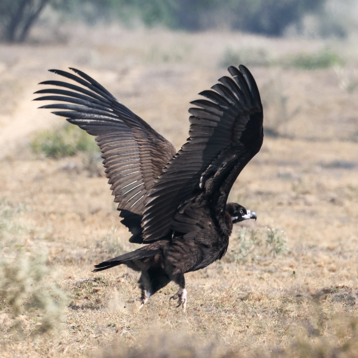 sup hnědý - ML646168323