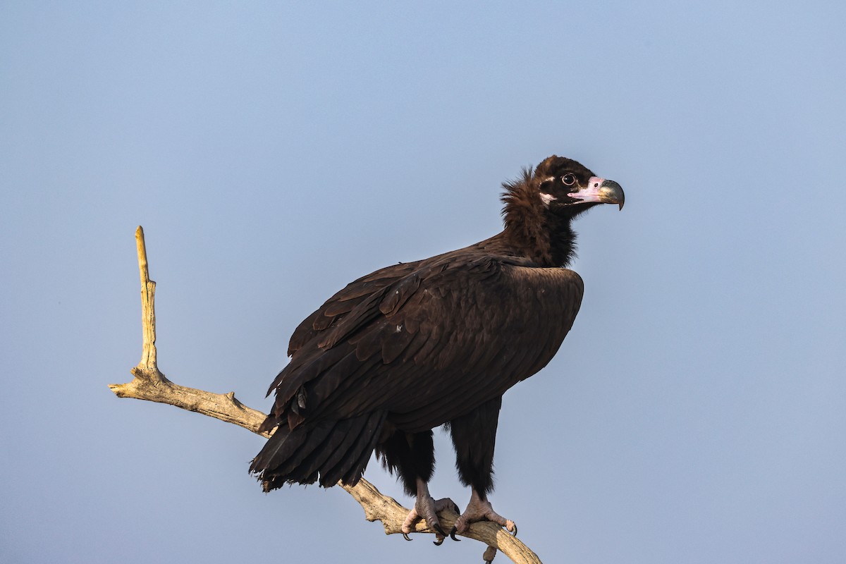 Чёрный гриф - ML646168324