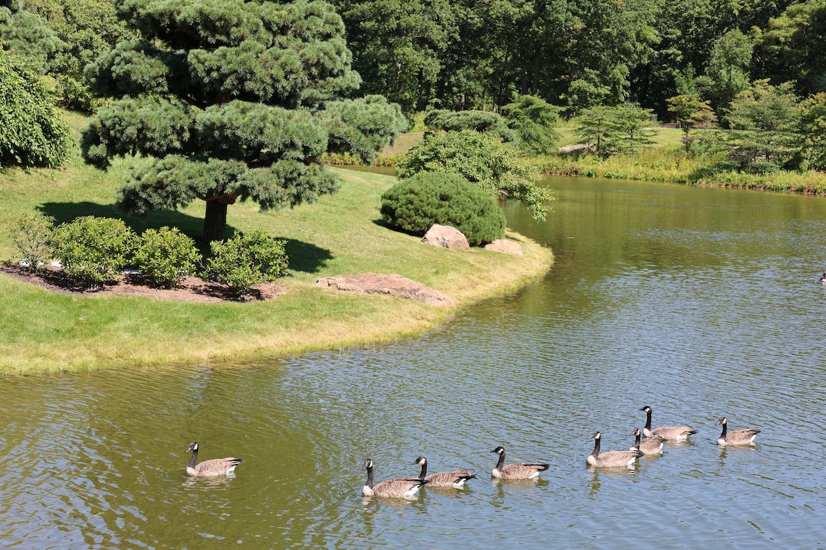 Канадская казарка - ML646168325