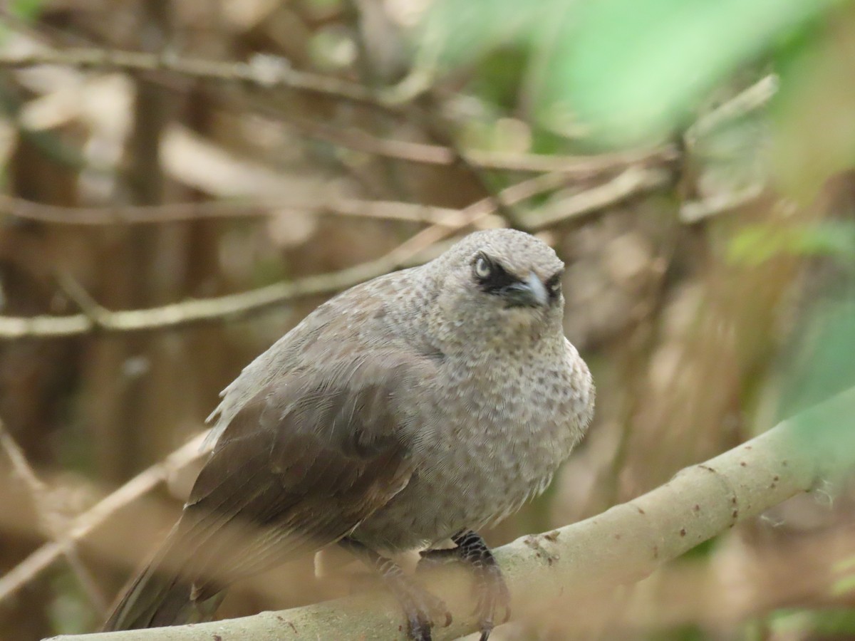 Уздечковая дроздовка - ML646168326