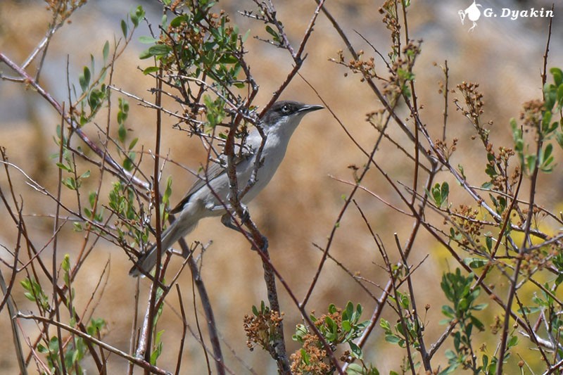 Восточноорфейская славка - ML646168327