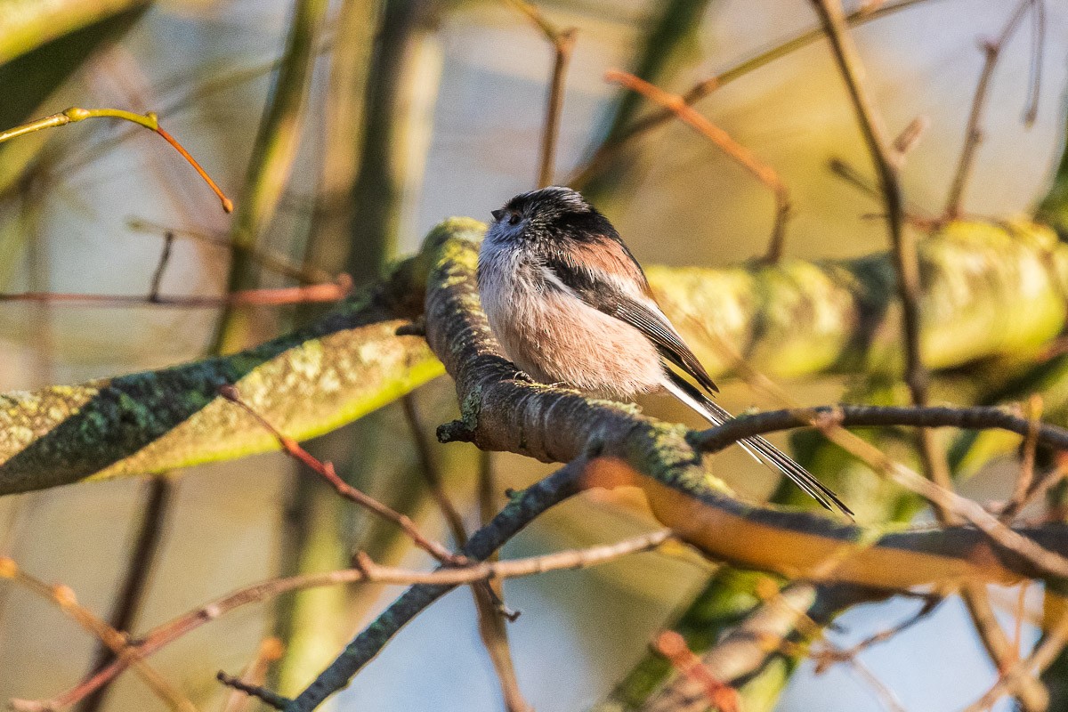 Ополовник - ML646168328