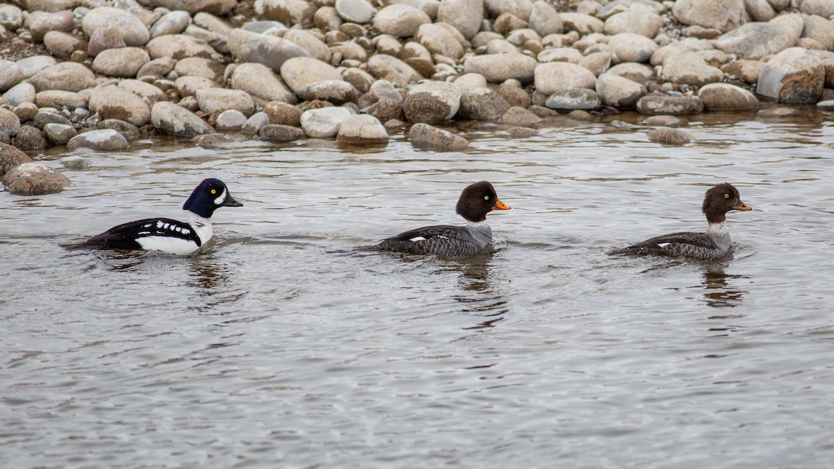 Исландский гоголь - ML646168329