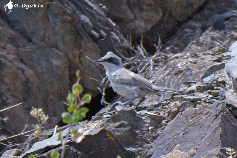 Восточноорфейская славка - ML646168330