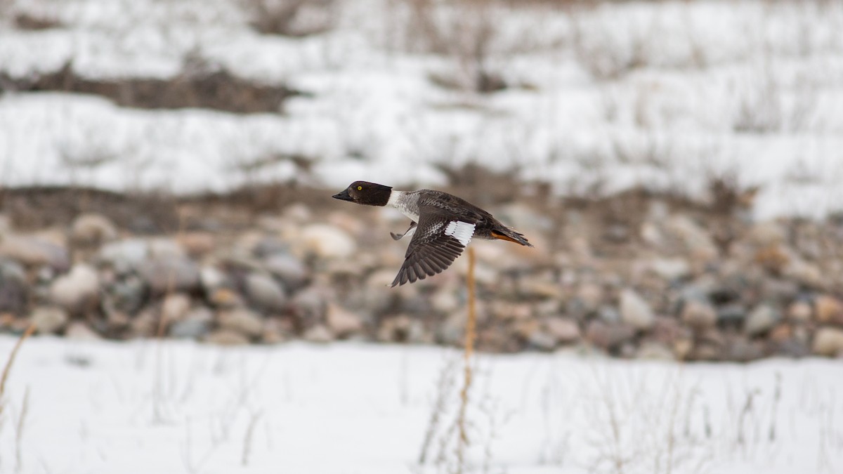 Исландский гоголь - ML646168331