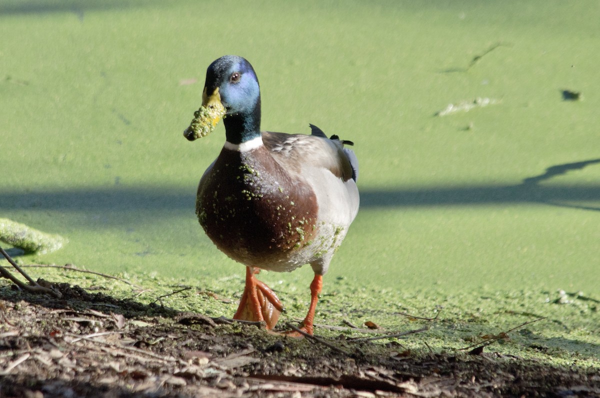 Кряква - ML646168332