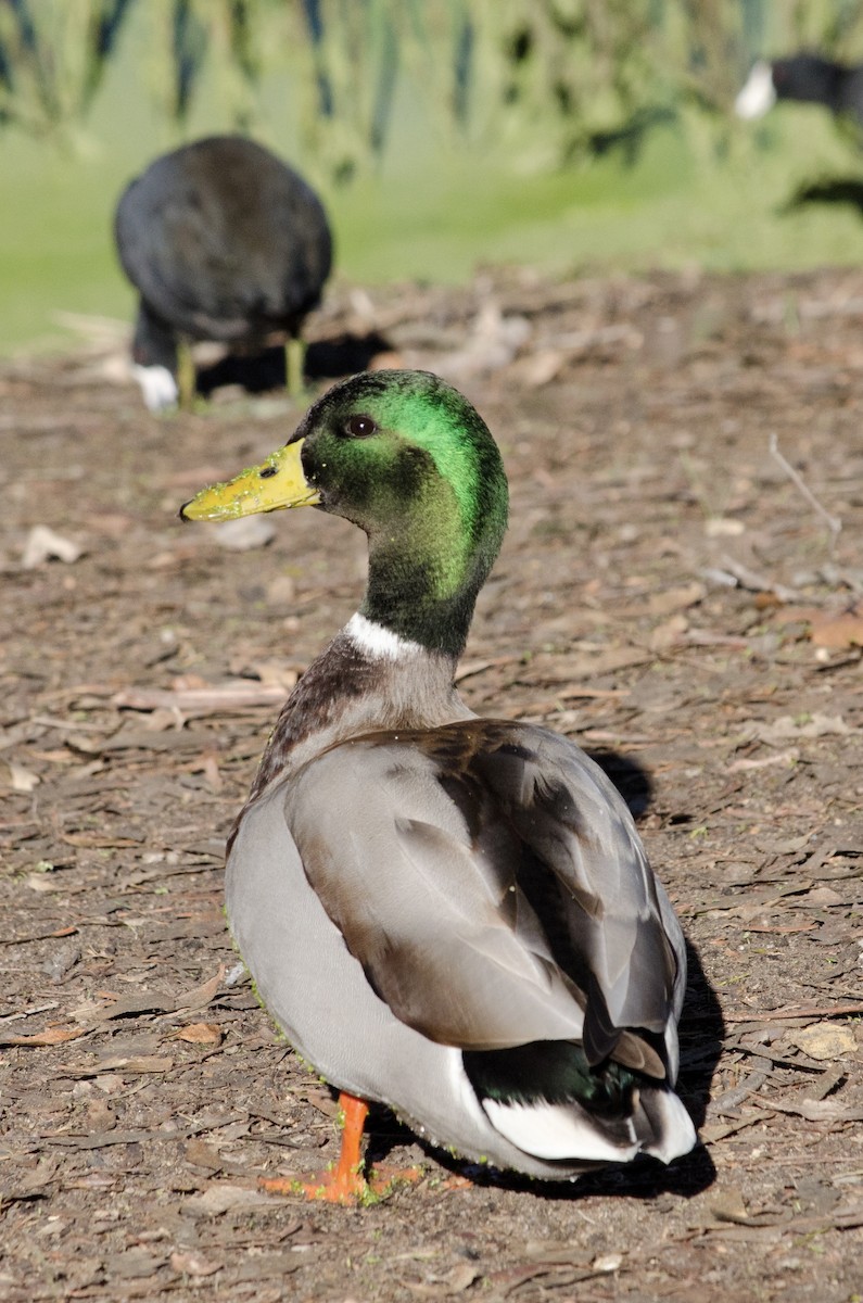 Кряква - ML646168333