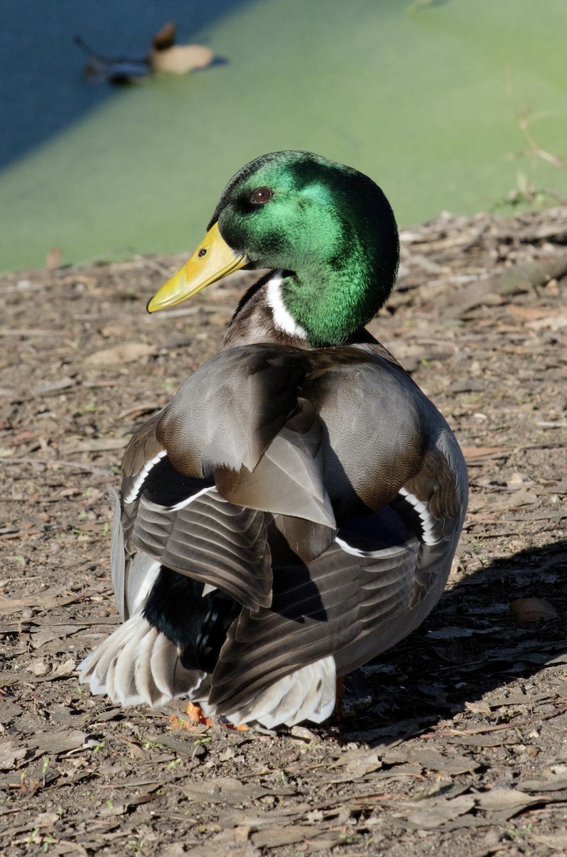 Кряква - ML646168334