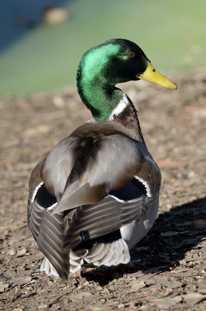 Кряква - ML646168335