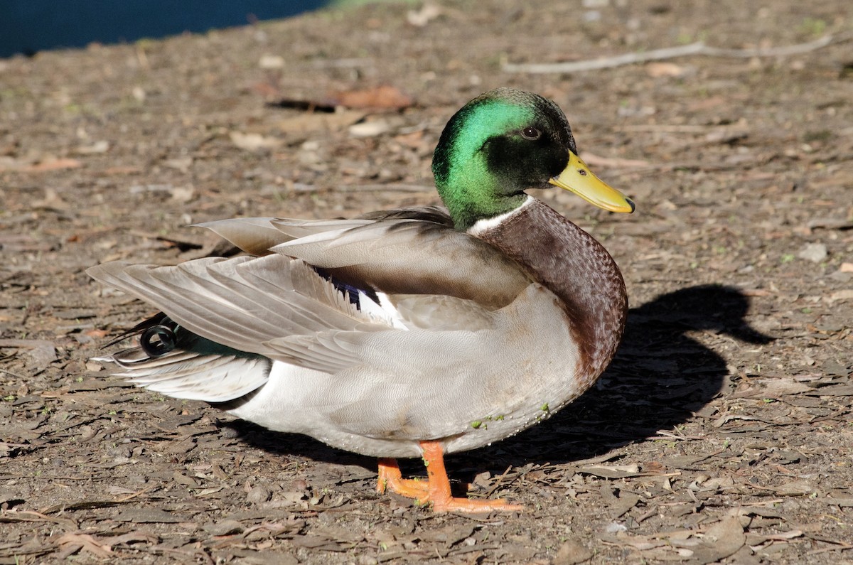 Кряква - ML646168336