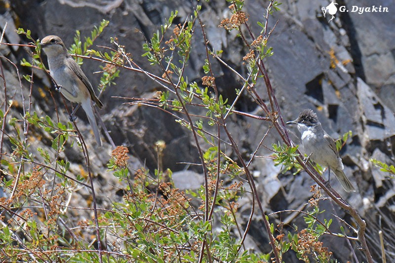 Восточноорфейская славка - ML646168337