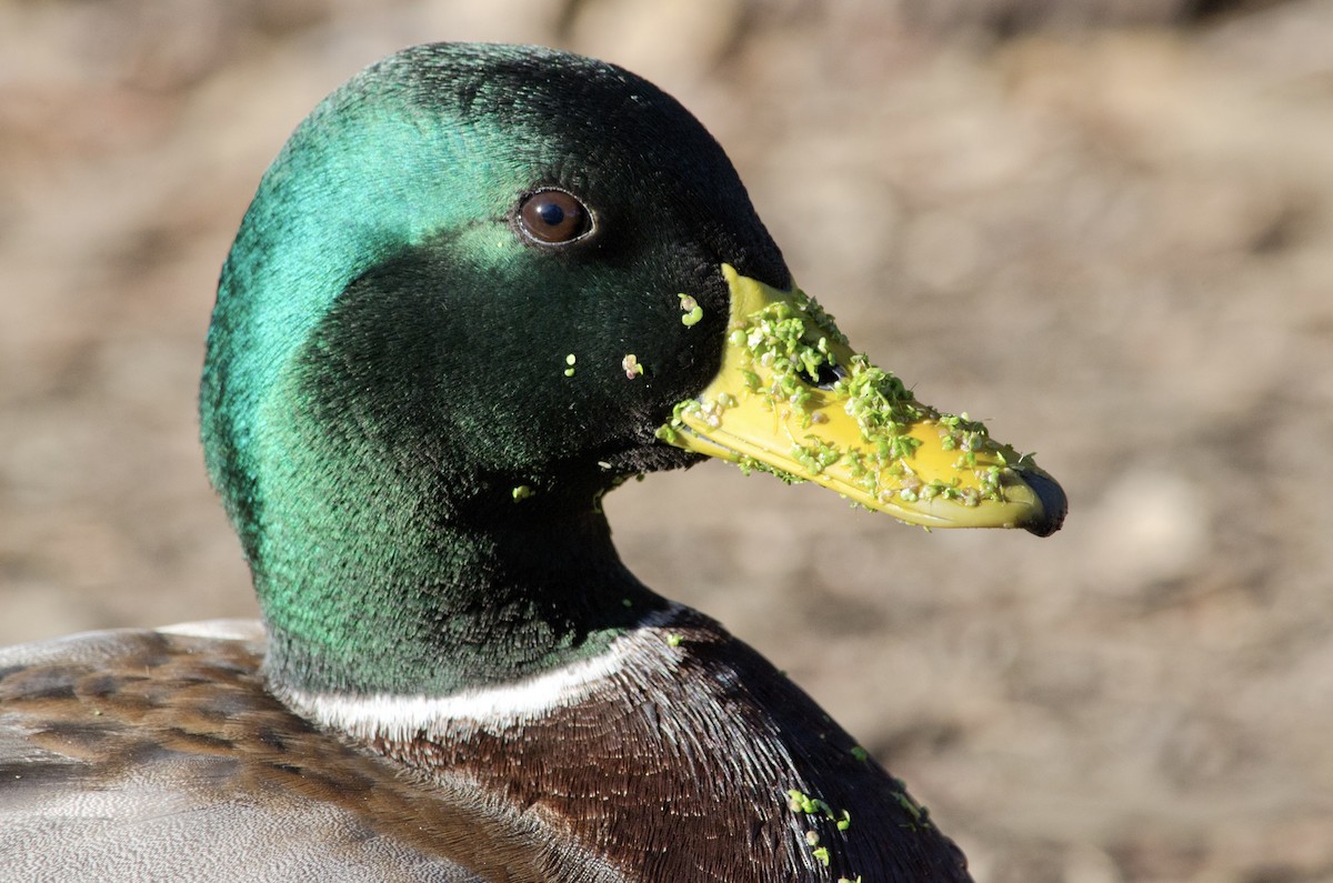 Кряква - ML646168338