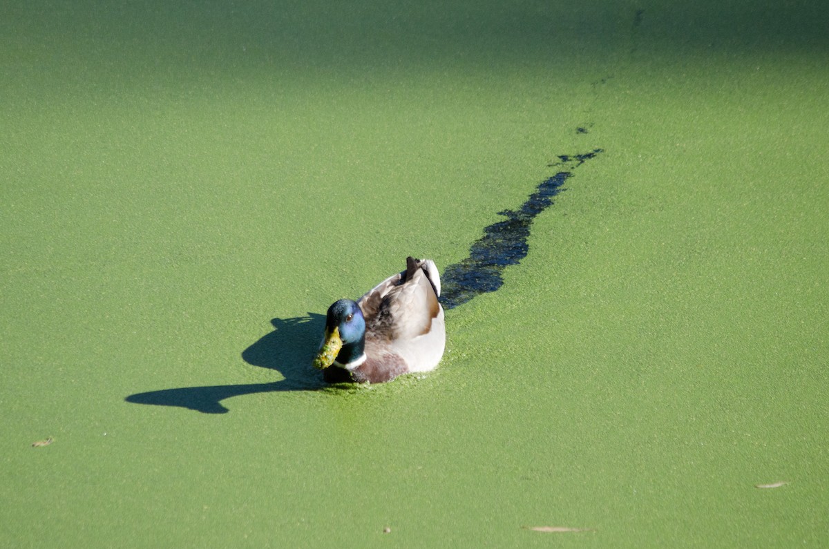 Кряква - ML646168339