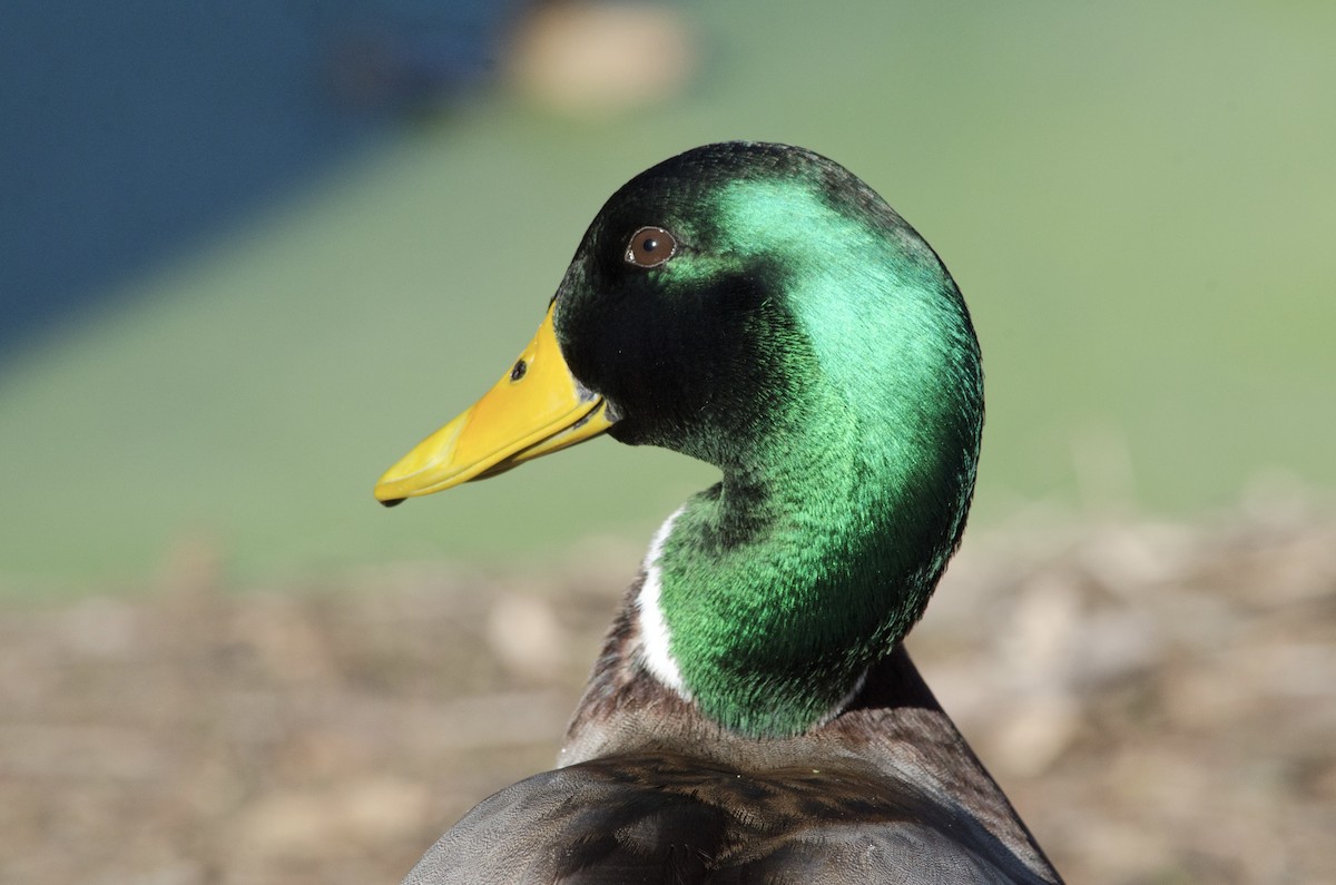 Кряква - ML646168340