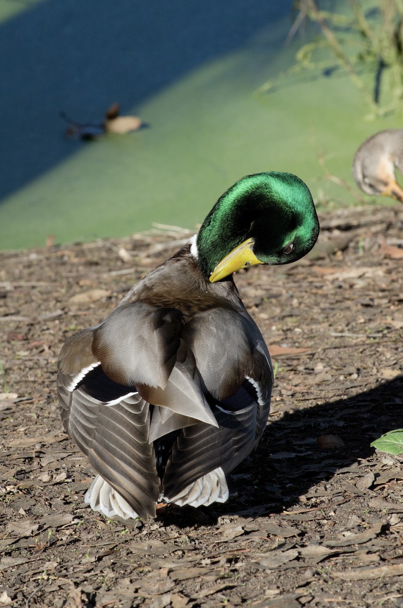 Кряква - ML646168341