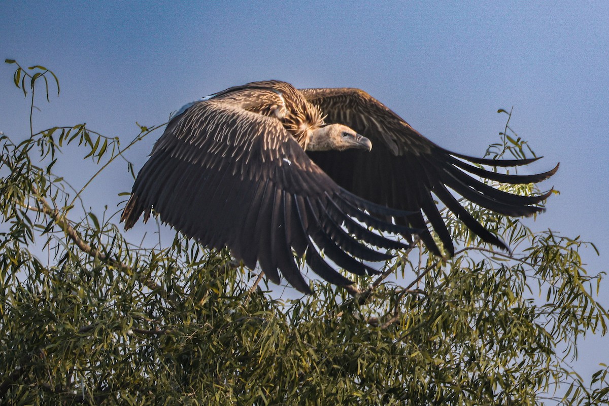 Кумай - ML646168342