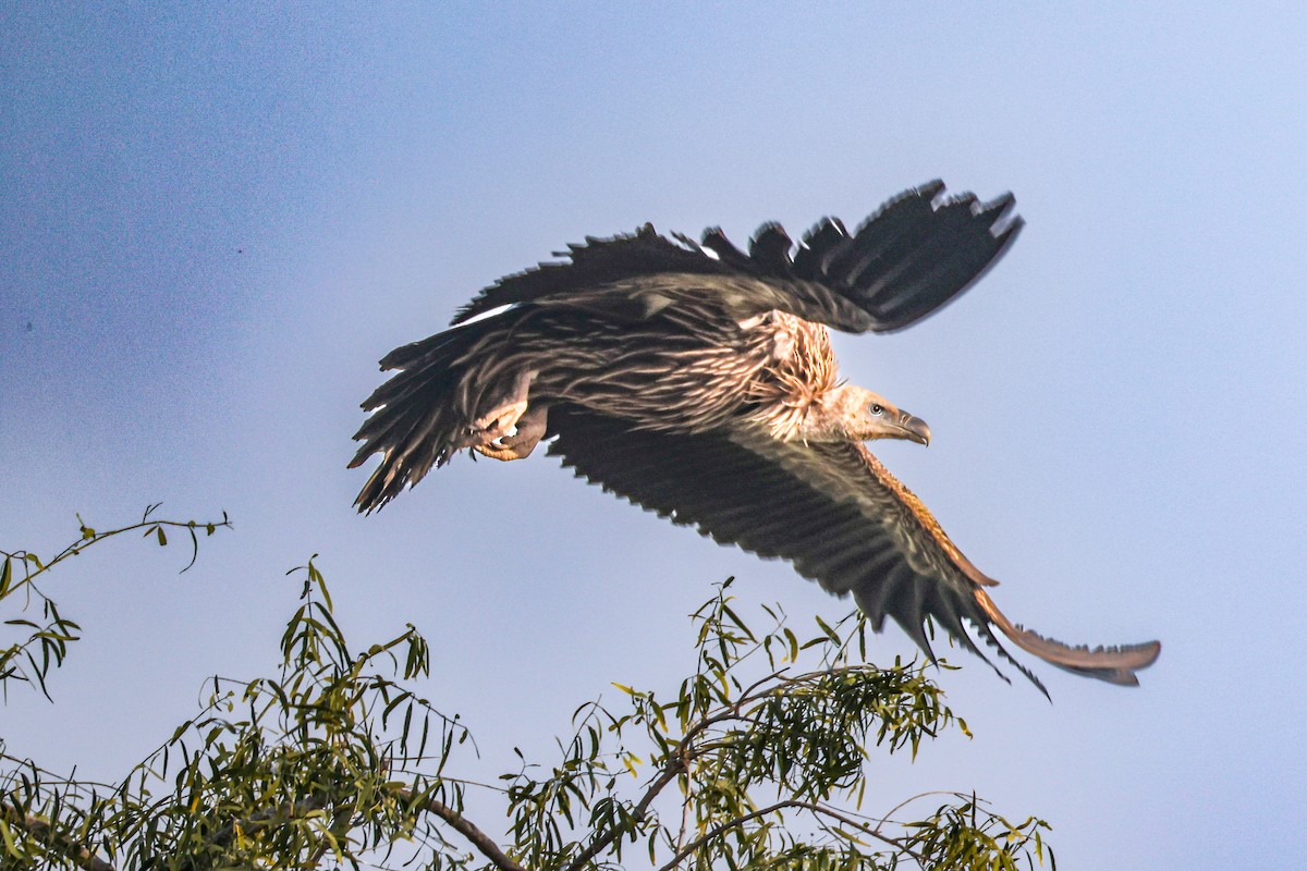 Кумай - ML646168343