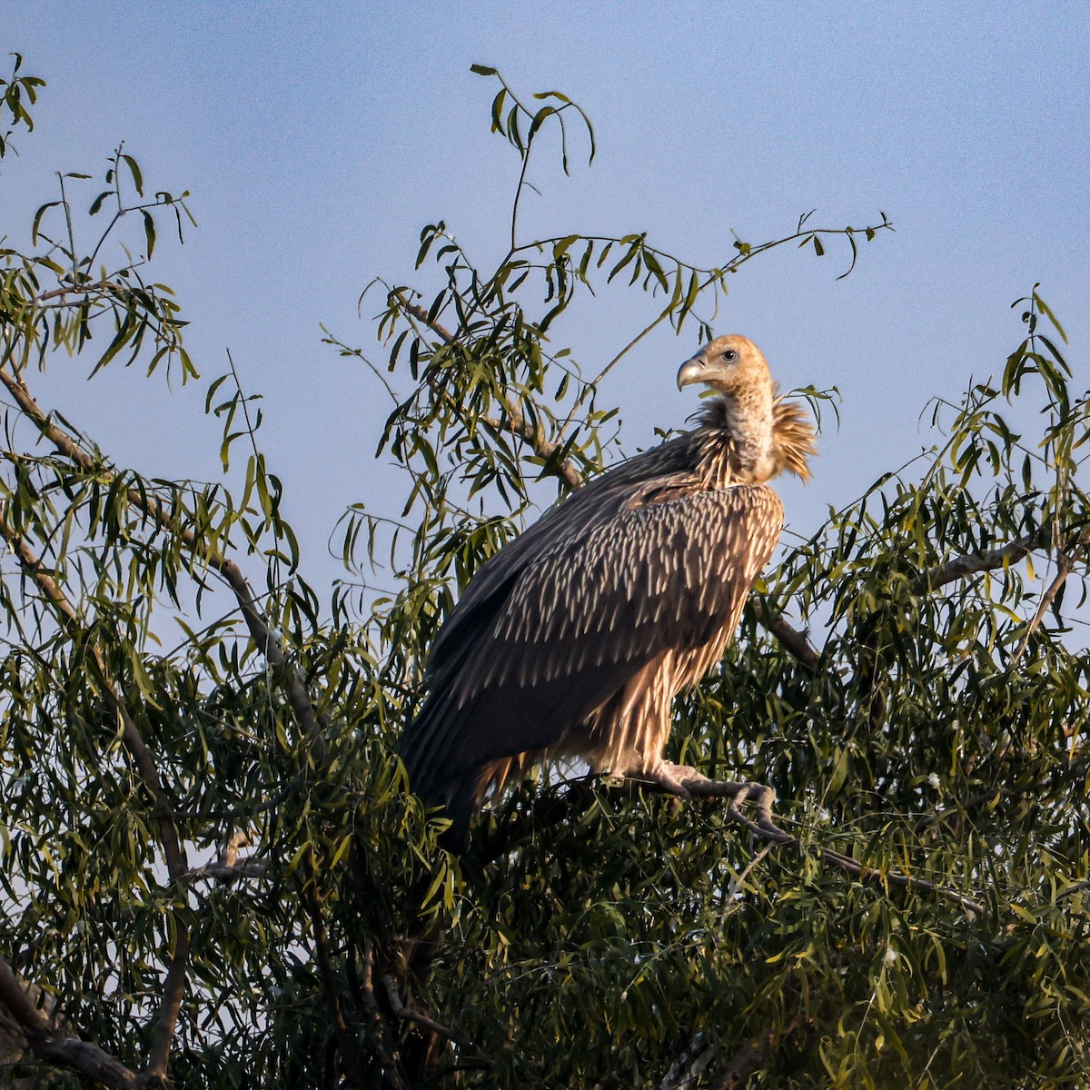 Кумай - ML646168344