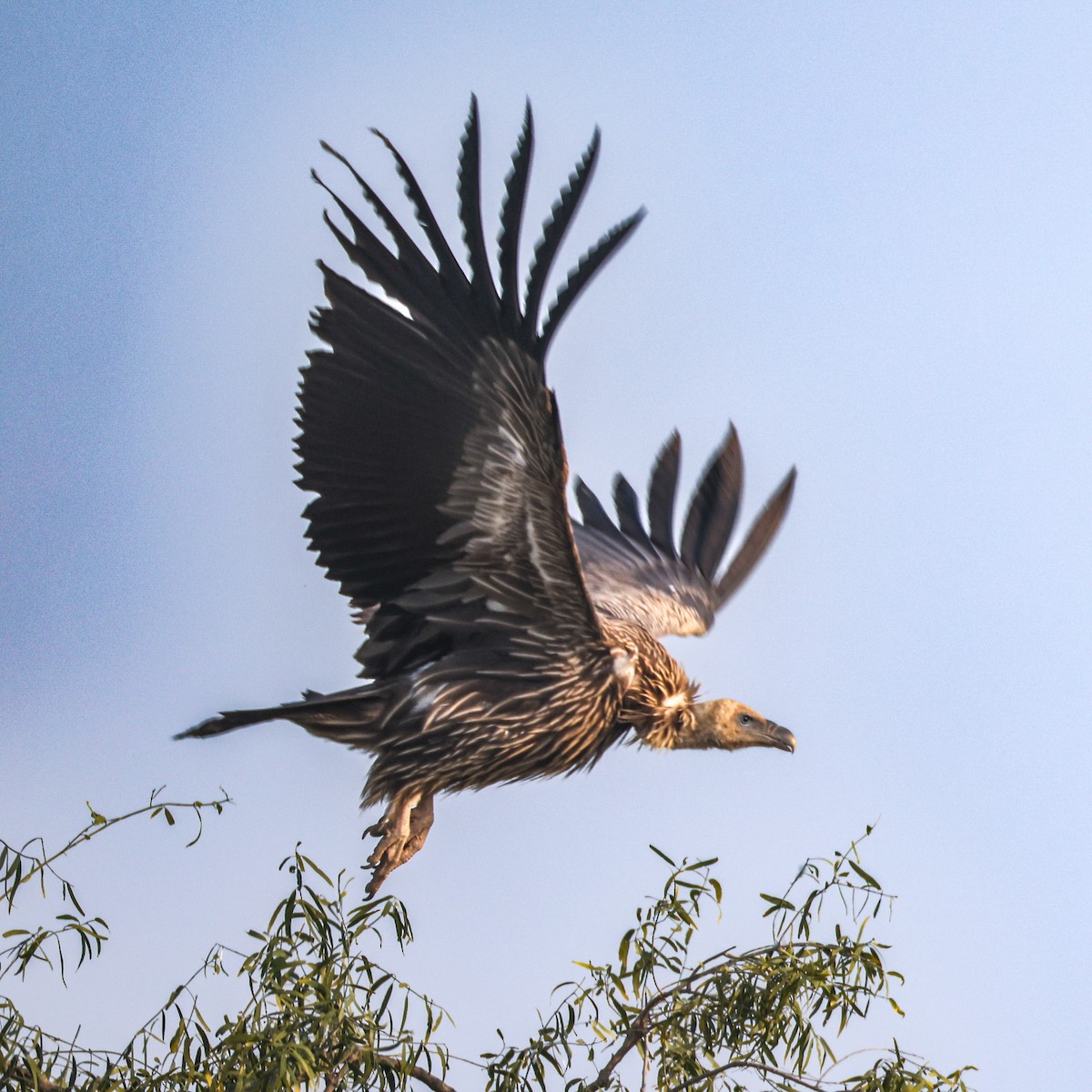 Кумай - ML646168345