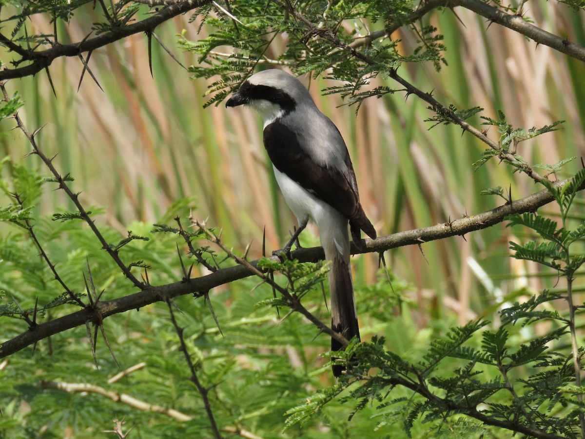 Сероплечий фискал - ML646168346