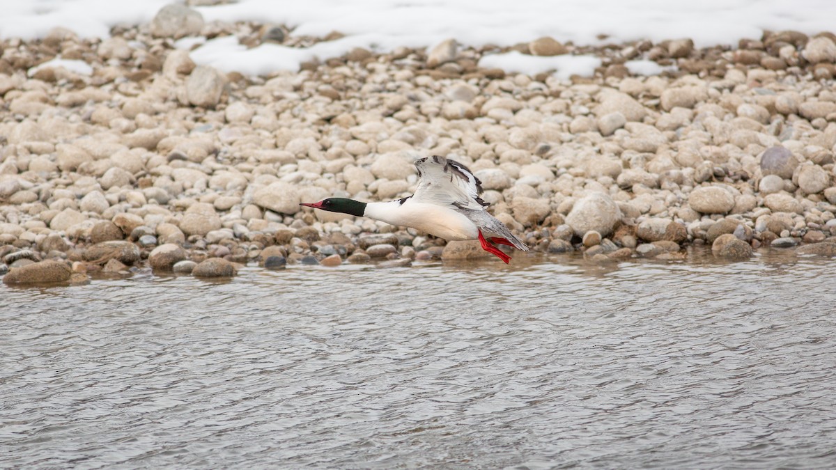 Большой крохаль - ML646168348