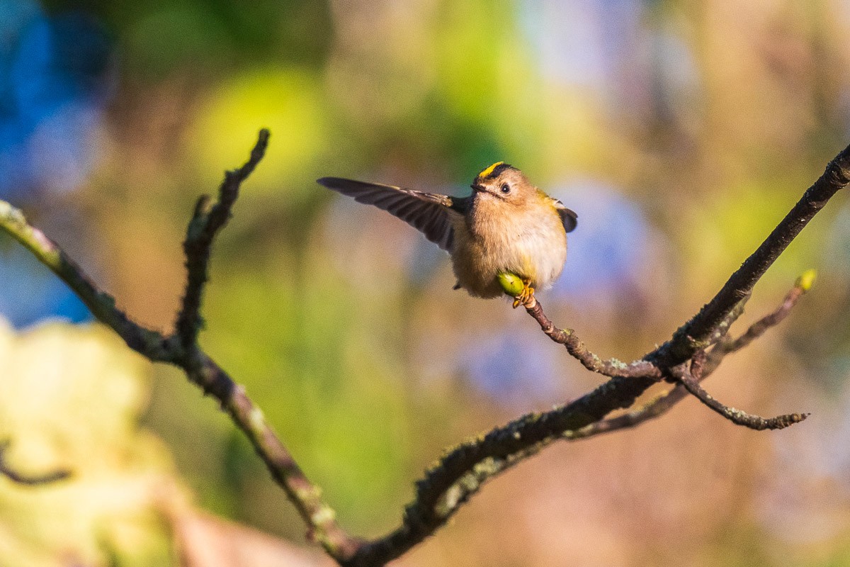 Желтоголовый королёк - ML646168350