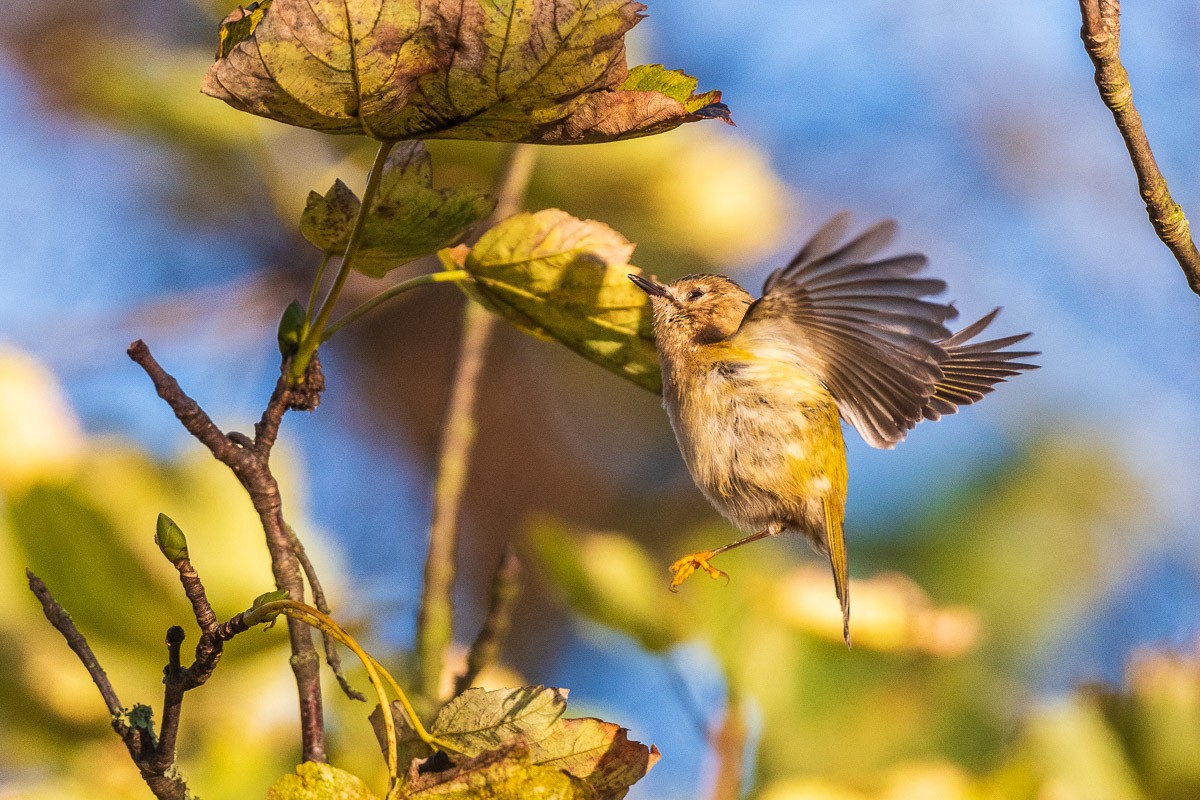 Желтоголовый королёк - ML646168351