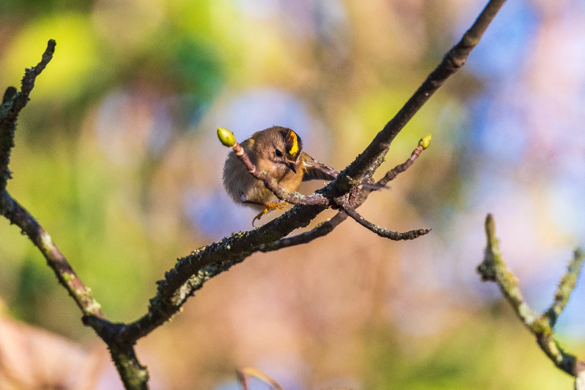 Желтоголовый королёк - ML646168352