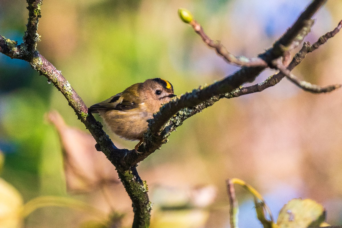 Желтоголовый королёк - ML646168353