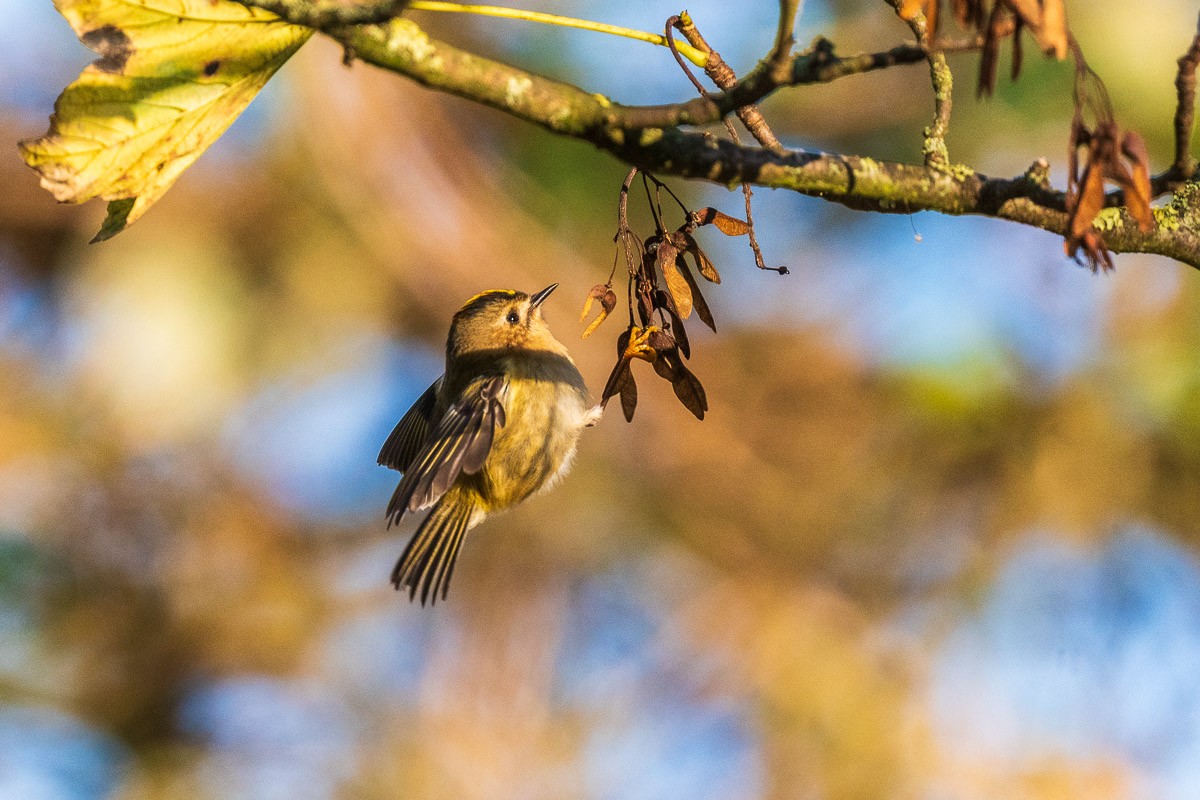 Желтоголовый королёк - ML646168354