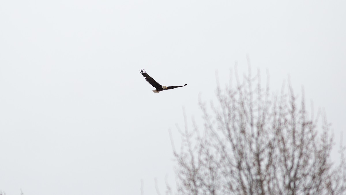 Белоголовый орлан - ML646168355