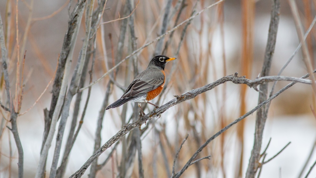 American Robin - ML646168360