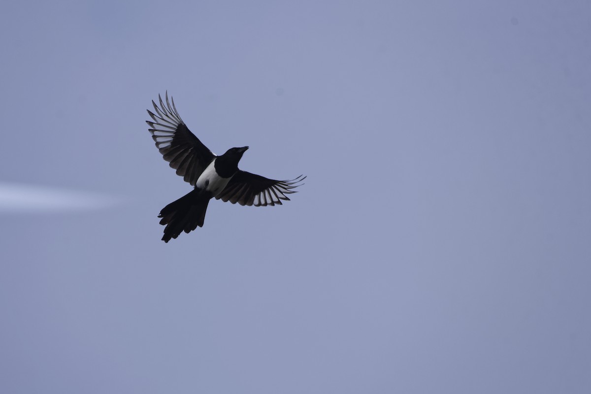Eurasian Magpie - ML646168369