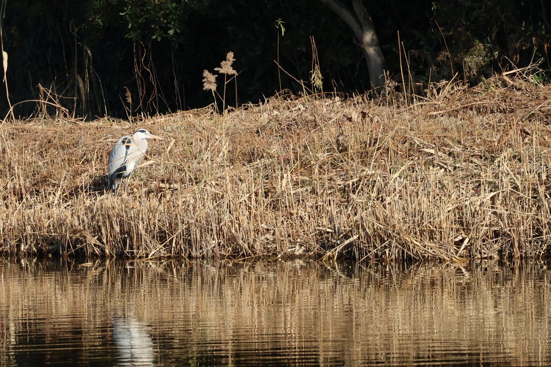 Чапля сіра - ML646168370