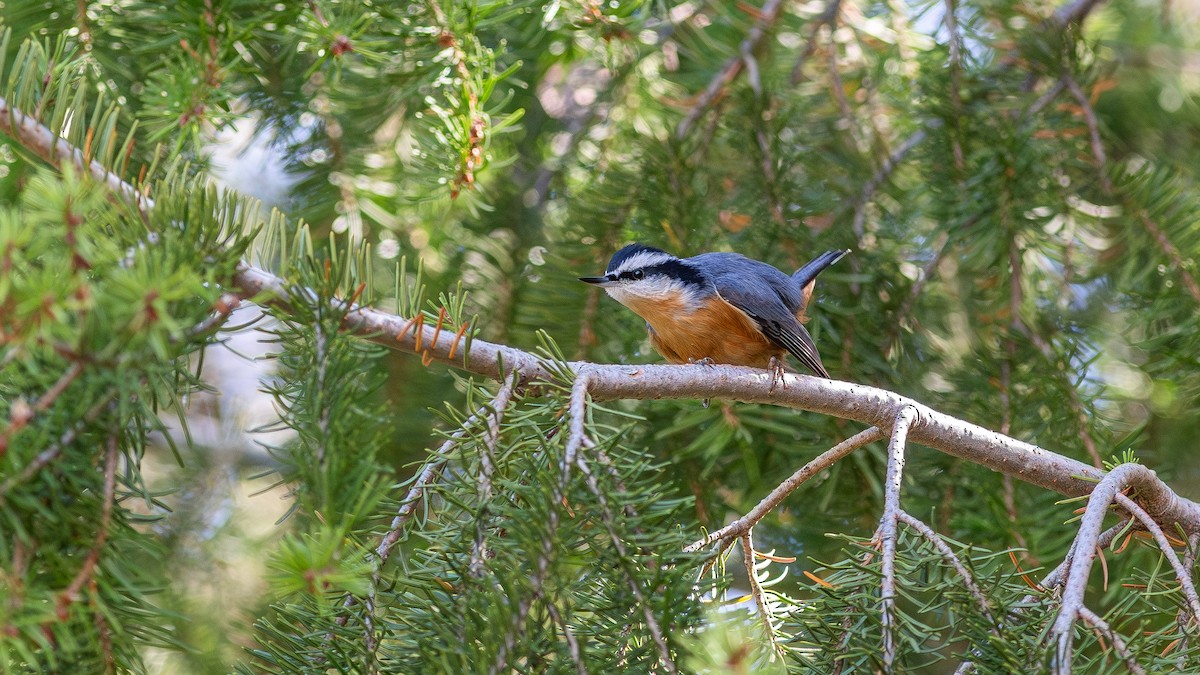 Red-breasted Nuthatch - ML646168383